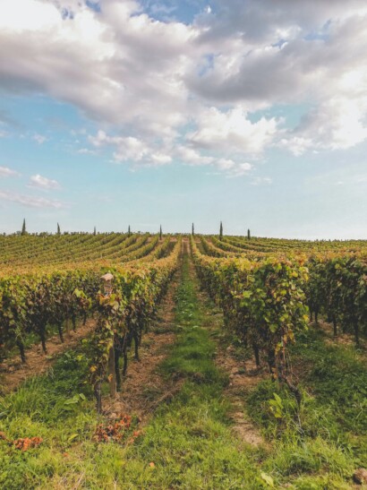 A view of the the vineyards in Bordeaux, France