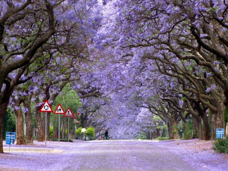 Jacaranda Trees in full bloom in Buenos Aires, Argentina