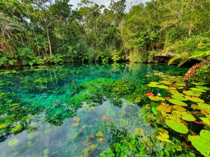 A vibrant green cenote in Tulum