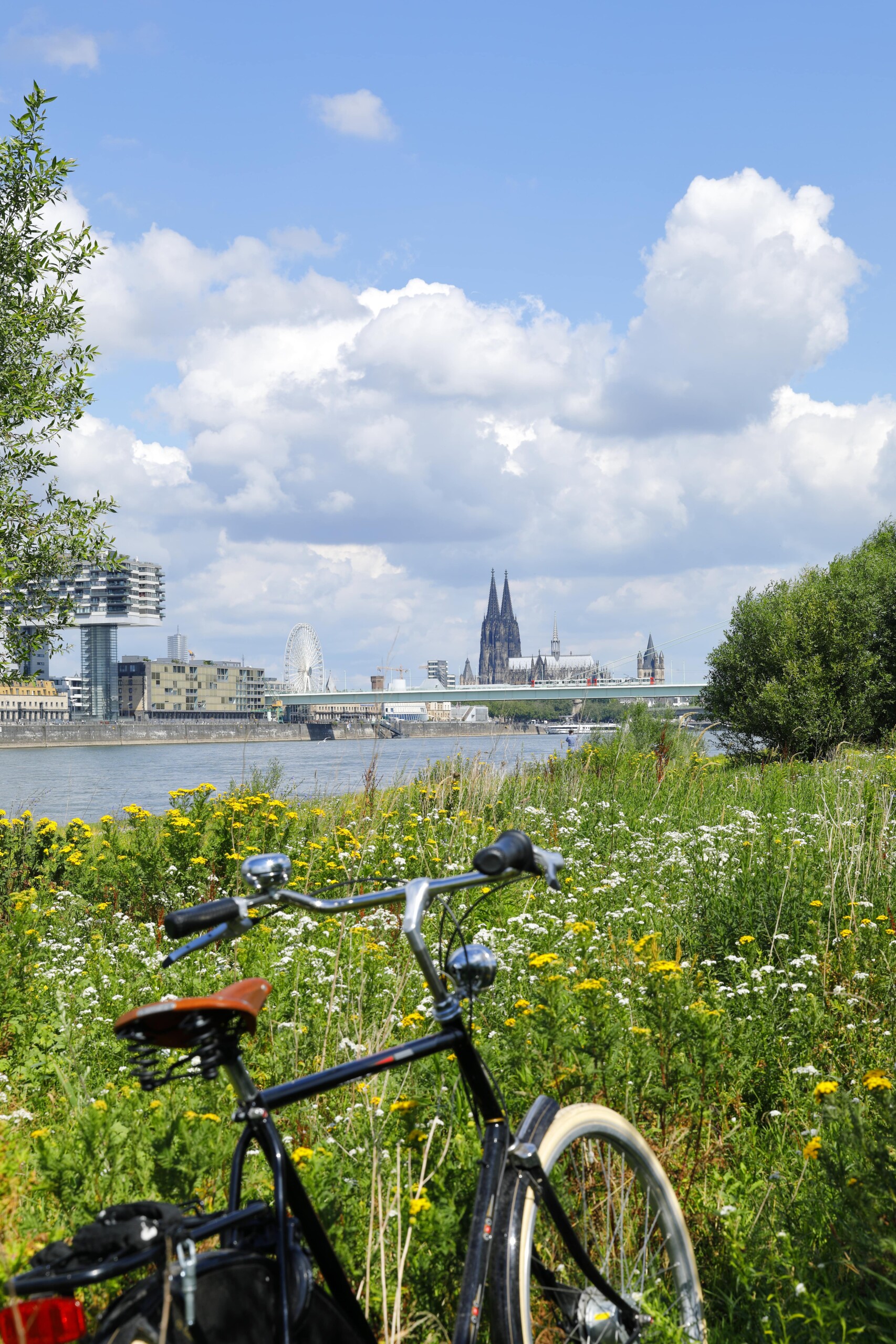 A bike leans against the brush near the water with Cologne, Germany in the background