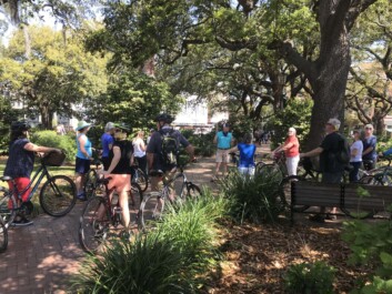 Oak Trees in Savannah
