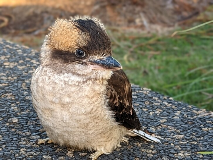 A kookabura in Newcastle, Australia