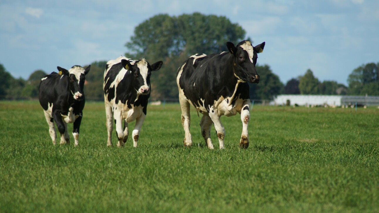 Cows running through a field outside of Amsterdam