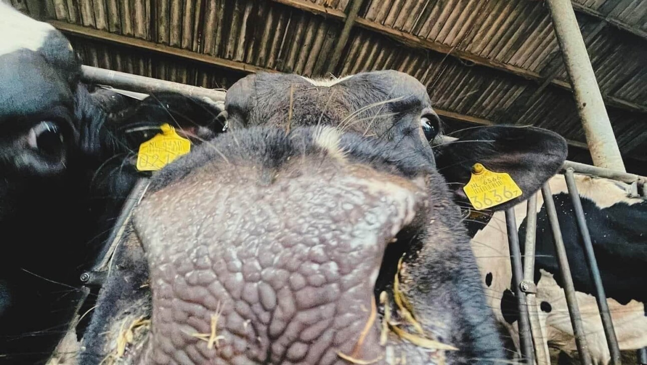 A close-up of a cow's nose